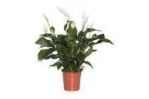 grote spathiphyllum
