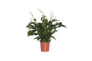 grote spathiphyllum