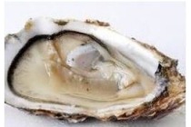 oesters