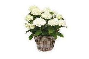 hortensia in mand