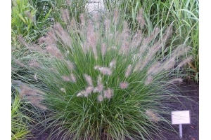 siergras pennisetum