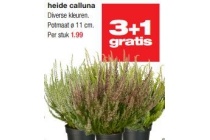 heide calluna