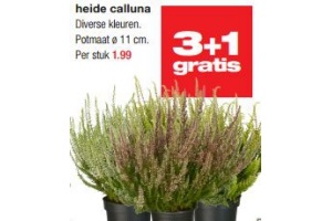 heide calluna