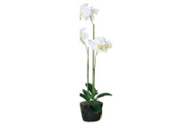 orchidee liz