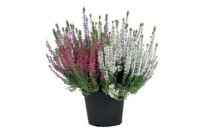 calluna beauty lady trio