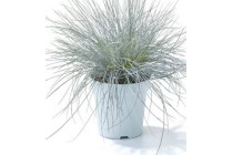 siergras festuca