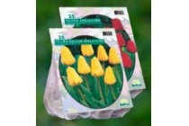 tulipa apeldoorn