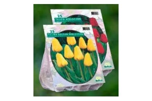 tulipa apeldoorn