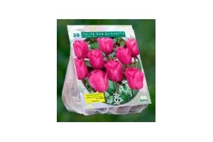 tulipa don quichotte triumph