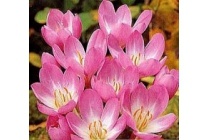 colchicum giant