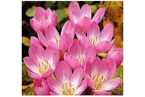 colchicum giant