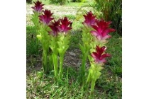 curcuma