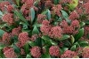 skimmia japonica rubella