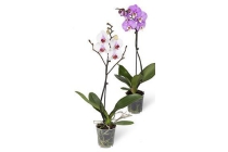 orchidee phalaenopsis