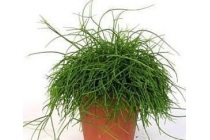 rhipsalis