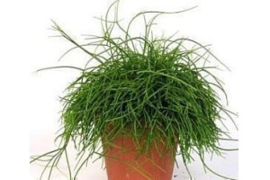 rhipsalis