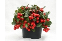 gaultheria plant in pot