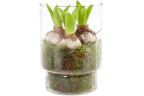 ah hyacintbollen in vaas