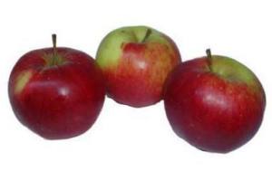 biologische santana appelen