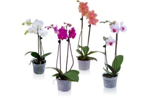 2 tak phalaenopsis