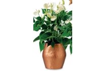 intratuin flamingoplant anthurium white champion