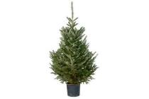 kerstboom fraseri