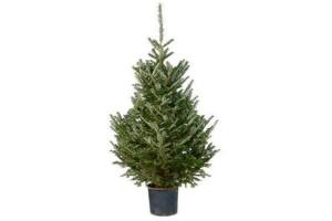 kerstboom fraseri