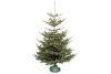 nordmann kerstboom echte en luxe nordmann a kwaliteit gezaagd 150 en ndash 175 cm