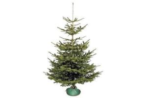 nordmann kerstboom echte en luxe nordmann a kwaliteit gezaagd 150 en ndash 175 cm