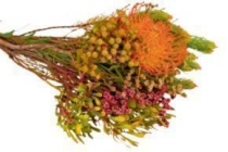 protea mix