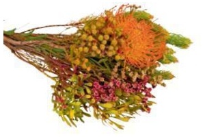 protea mix