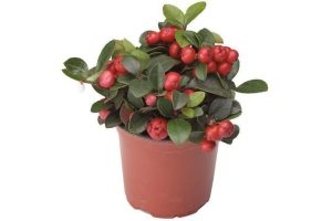 gaultheria procumbens