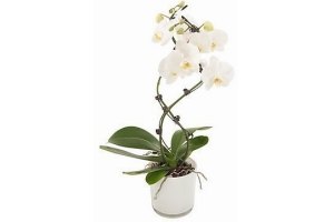 phalaenopsis twister