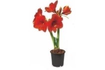 amaryllis in pot