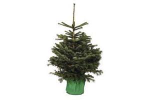 nordmann kerstboom in pot