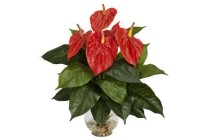 anthurium