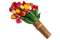 tulpen