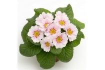 primula