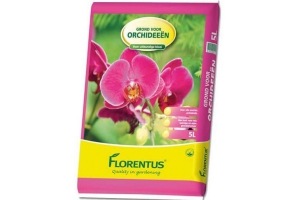 florentus orchidee en euml ngrond