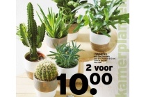 vetplanten en cactussen