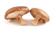 shiitake