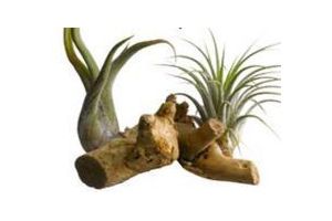 tillandsia arrangement op stronk