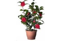 camellia japonica