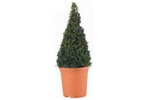 buxus sempervirens pyramide