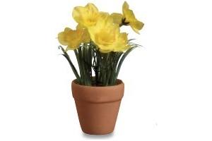 narcissen in pot