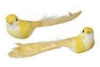 vogel