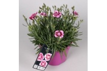 tuinanjer dianthus charmy