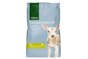 welkoop lammerenkorrel