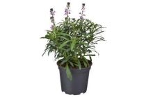 muurbloem erysimum bowles mauve