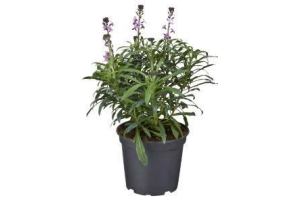 muurbloem erysimum bowles mauve